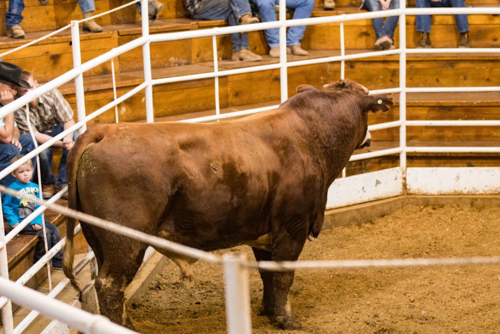 utah cattle auctions